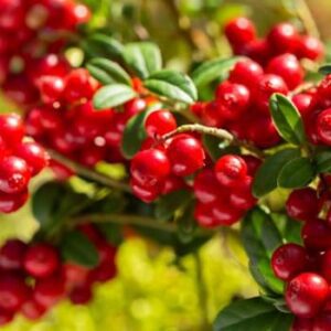 Arbustes et petits fruits